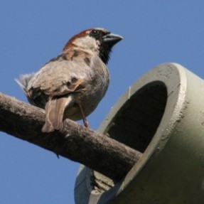 Patriotisme civil ou militaire?