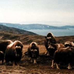 8 films sur la vie sauvage canadienne 8 films sur la vie sauvage canadienne