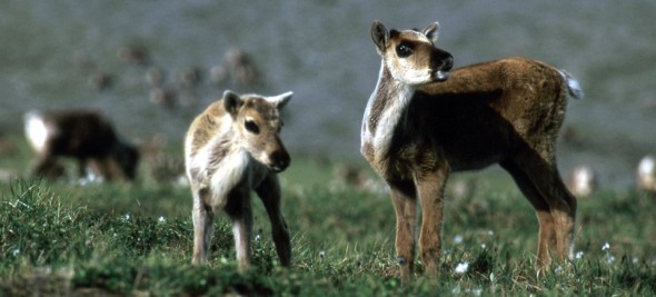 Caribou_960x435